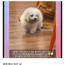 려시들의 열화와 가튼 성원에 또 찌는 메바여 댓글 2나개 달아조요 ☆100장 깍채움☆ 이미지