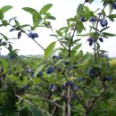 허니농장 이미지