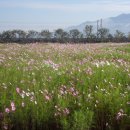 곡성심청축제장 이미지