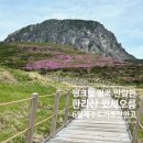 한라산 선작지왓 | 6월 제주도 가볼만한 곳! 핑크빛 철쭉 만발한 한라산 영실코스 윗세오름