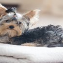 펫플러스 이미지