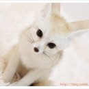 샌드폭스 네이버블로그