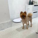 블링펫살롱 이미지