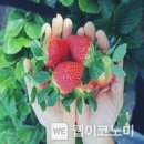 딸기머리