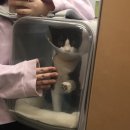 산본중앙동물병원