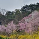 각원사길 | 벚꽃명소 [각원사, 천안북면위례벚꽃길] 후기!