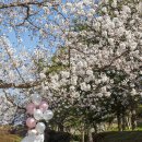 경주보문관광단지 벚꽃나들이 이미지