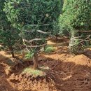 세명중기 이미지