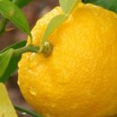 유자약국 이미지