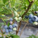 비당농장 이미지