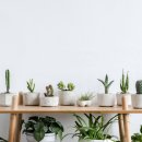 플랜테리어 홈가드닝 이미지