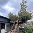 막다른 둥지 이미지