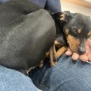 힙독 애견카페 이미지