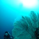 다이브11 이미지