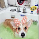 강아지 미용 이미지