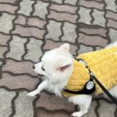 온힐펫 당하점 이미지