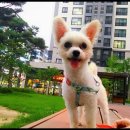 도그마루 동물병원 | (천안 도그마루) 유기동물보호소 입양후기