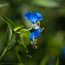 닭의장풀(달개비(Commelina communis L.) )의 효능 이미지