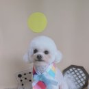 꿈꾸는 댕 이미지