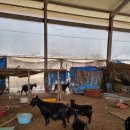 은영목장 이미지