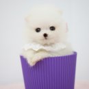 화이트 독 이미지