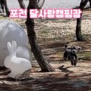 달사랑캠핑장 | 포천 봄 벚꽃캠핑, 달사랑캠핑장 반려견동반 솔직후기