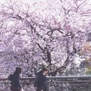 하나와 엘리스 이미지