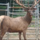 엘크사슴 이미지