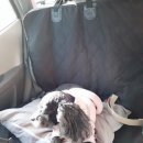 일마레 동물 메디컬 센터 이미지