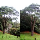 선운산(25. 9.28) 꽃무릇 이미지