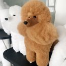 춘천애견미용학원 이미지