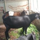 태성농장2 이미지