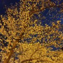 벚꽃길(에덴) 주유소 이미지