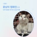 꽃냥이 | [2025 꽃냥이 캠페인] 발정과 출산으로부터 벗어나 온전한 봄을 보내기 까지!