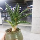 문화꽃화원 이미지