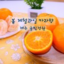 감귤나라앞 1 이미지