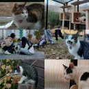 고양이를 부탁해 이미지