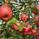 축령산농장 이미지