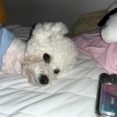 비비큐 연산로타리점 이미지