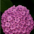 꽃차 힐링 테라피 이미지