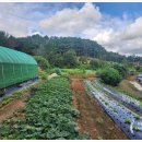 미암면사무소 이미지