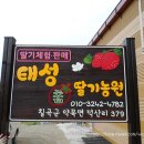 태성참딸기농원 이미지