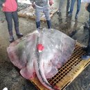 아싸가오리 이미지