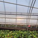 품곡리 | [문의] 대전 근교 3년째 방문하는 딸기 농장 대청 생명 딸기(가격有) ( )