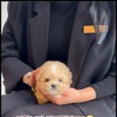 아이러브강아지 이미지