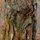 아픔을 간직한 송림, 아산 봉곡사 소나무 숲 이미지