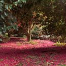 와룡농장 | 🌸 12월의 제주: 동백꽃 만개! 포근한 남쪽 섬에서 인생샷 건지는 힐링 여행 코스