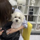 튼튼애견미용 이미지