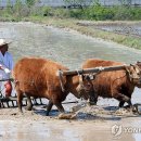 소가 이미지