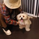 핫초네 멍멍샵 이미지